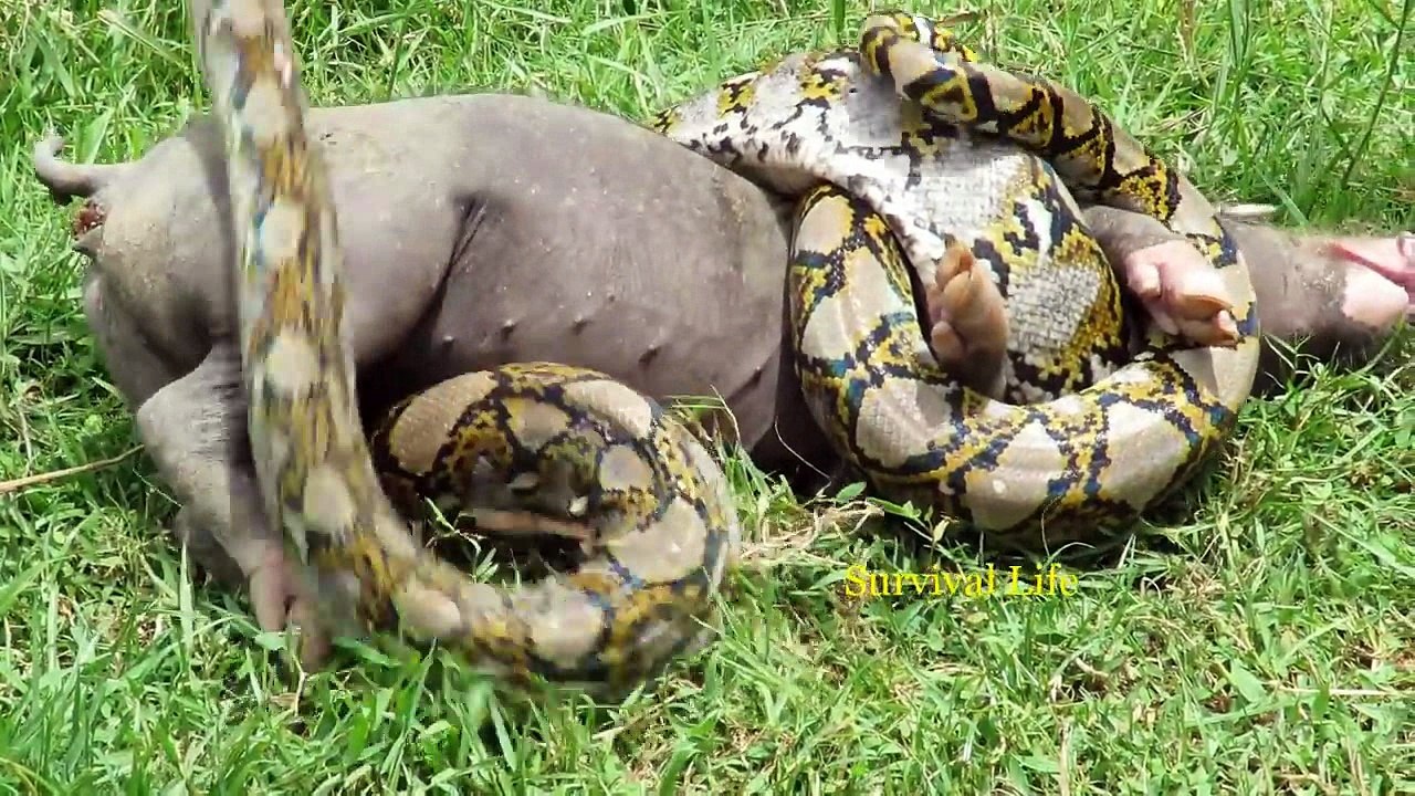 Anaconda Vs Pig