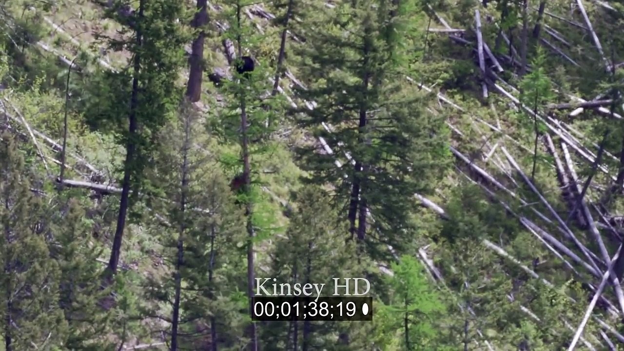 Poursuite entre 2 ours.. en haut d'un arbre de 30m !