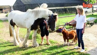 Tiny Horse: Cute Steed Suffers From Dwarfism