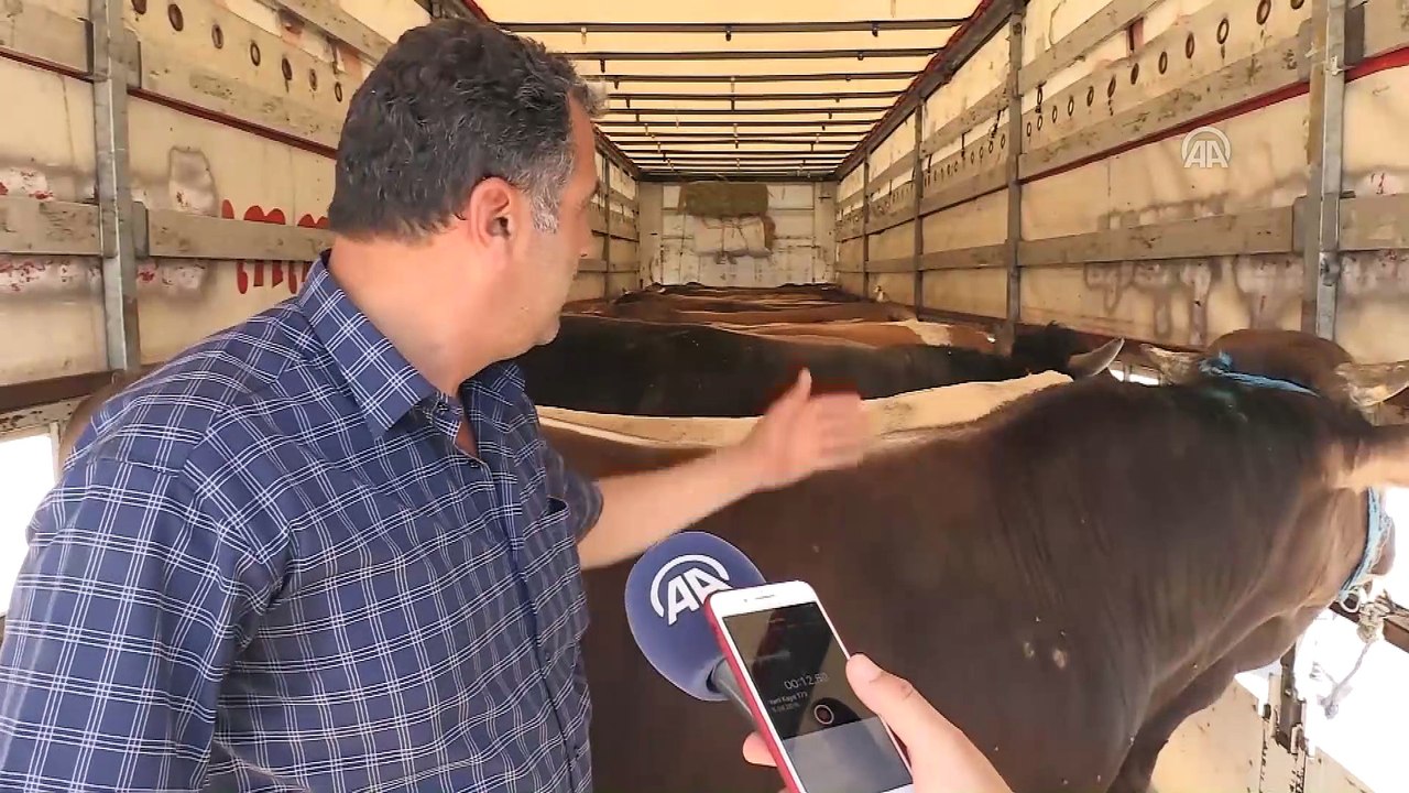 Doğu Anadolu'dan batı illerine kurbanlık sevkıyatı başladı - ERZURUM
