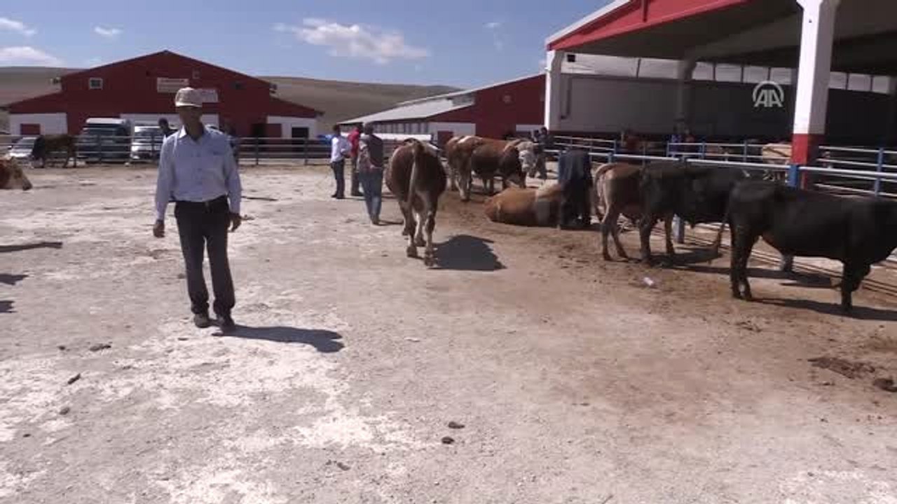 Doğu Anadolu'dan Batı İllerine Kurbanlık Sevkıyatı Başladı