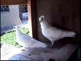 my pigeons start laying eggs