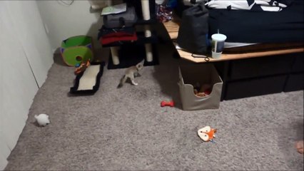 Training the Baby Fennec Fox to Sit