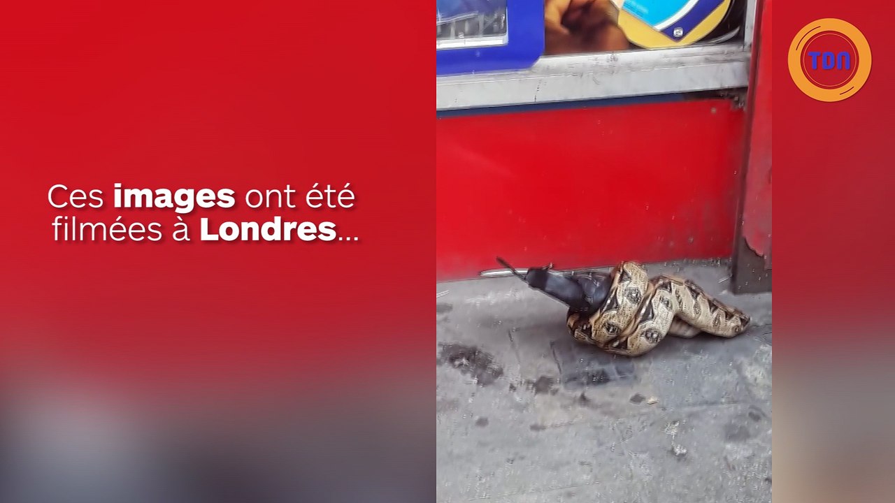 Un python mange un pigeon dans une rue de Londres !