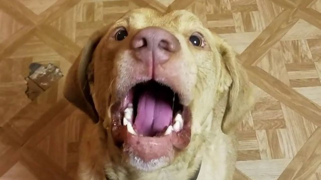 Ce chien adore le fromage râpé