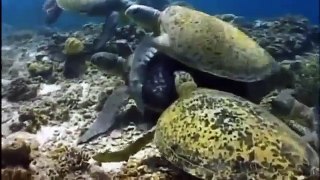Snake Documentary Animals Documentary - Turtle vs Tortoise