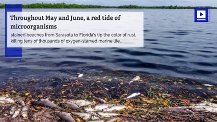 Toxic Algae, Red Tide Are Making Floridians Sick