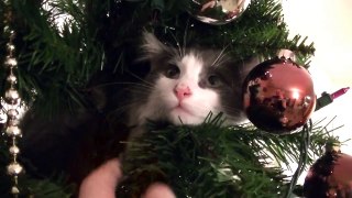 KITTEN STUCK IN A CHRISTMAS TREE