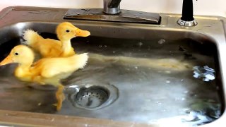 Baby Ducks Diving In The Sink LMAO! p1