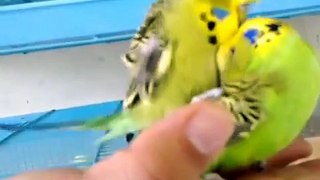 Best Budgerigar Mating (Must Watch!) ✔