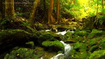 Rainforest Sounds Waterfall Relaxing Music Singing Birds Ambience