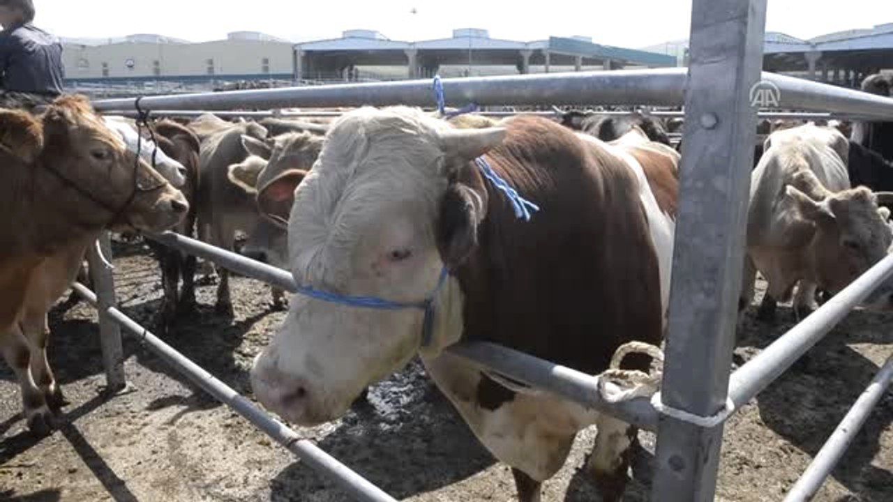 Doğu Anadolu'dan Batı İllerine Kurbanlık Sevkiyatı Başladı