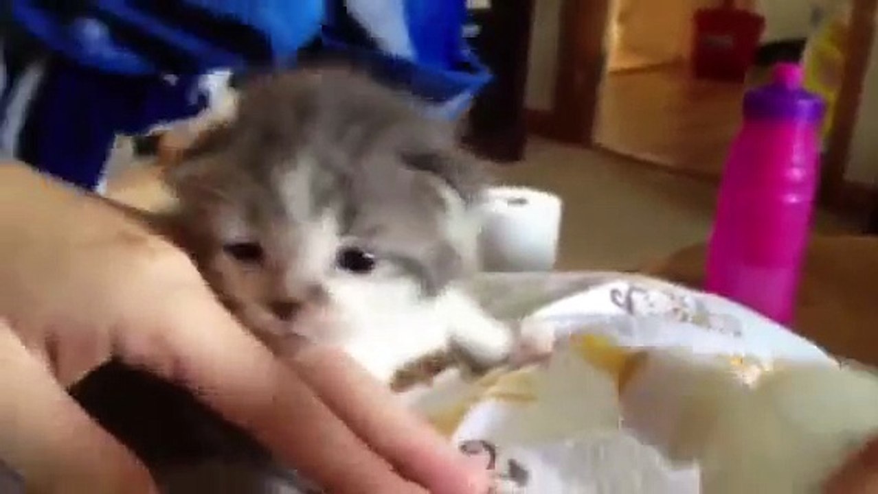 Bottle feeding one of my foster kittens (2.5 weeks old)