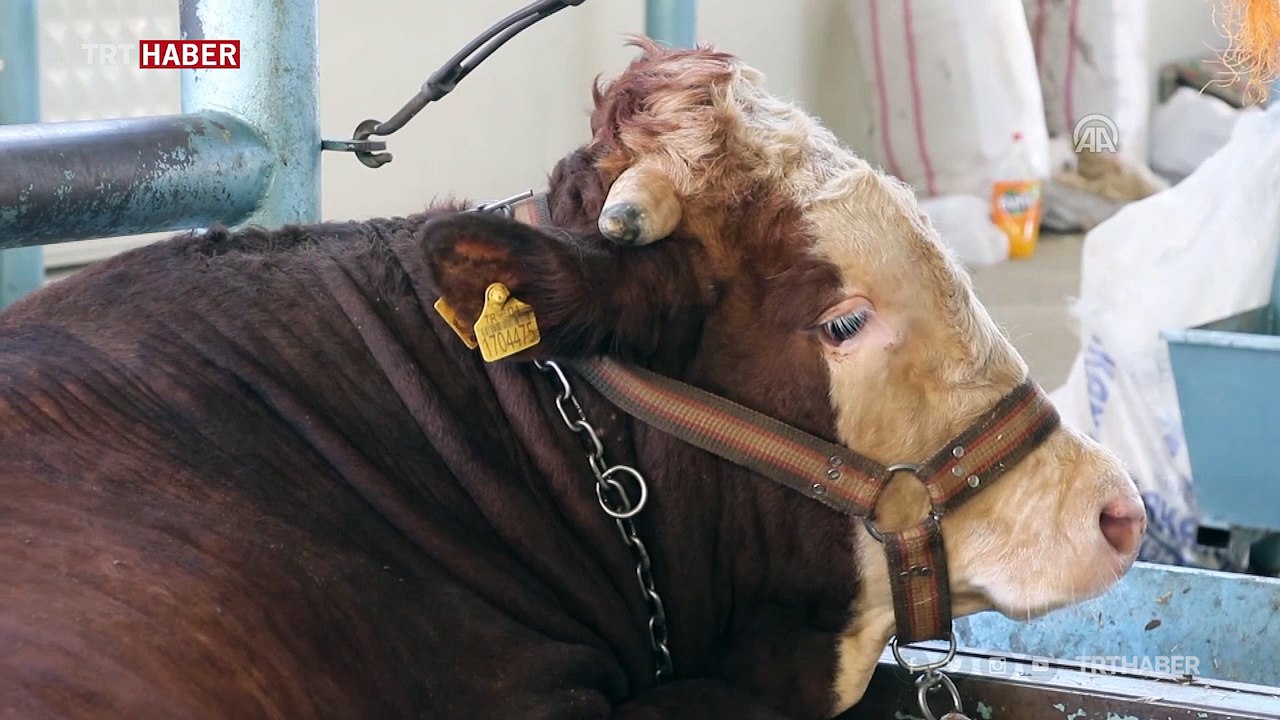 Doğu Anadolu'dan batı illerine kurbanlık sevkiyatı başladı
