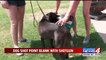 Puppy Rescued After Being Shot, Left for Dead in Oklahoma Field