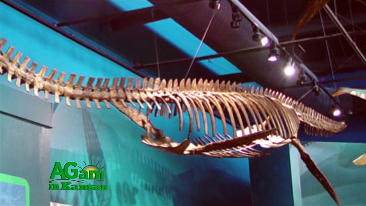 Around Kansas Fossils of Kansas February 3, new