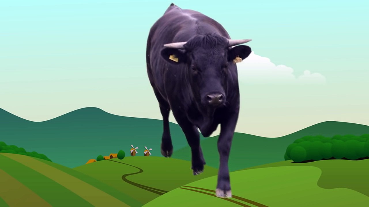 Daddy finger song COW nursery rhymes cow Finger Family