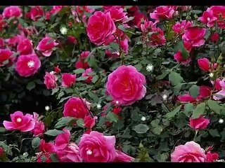 Most Beautiful Flowers Wallpaper