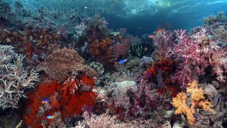 4K Underwater Indonesia: Marine Biodiversity (UltraHD Nature & Wildlife Stock Footage Demo