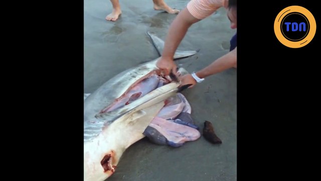 Il sauve des bébés requins du ventre de leur mère échouée !