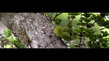 BBC South Pacific Episode 5 - Strange Islands