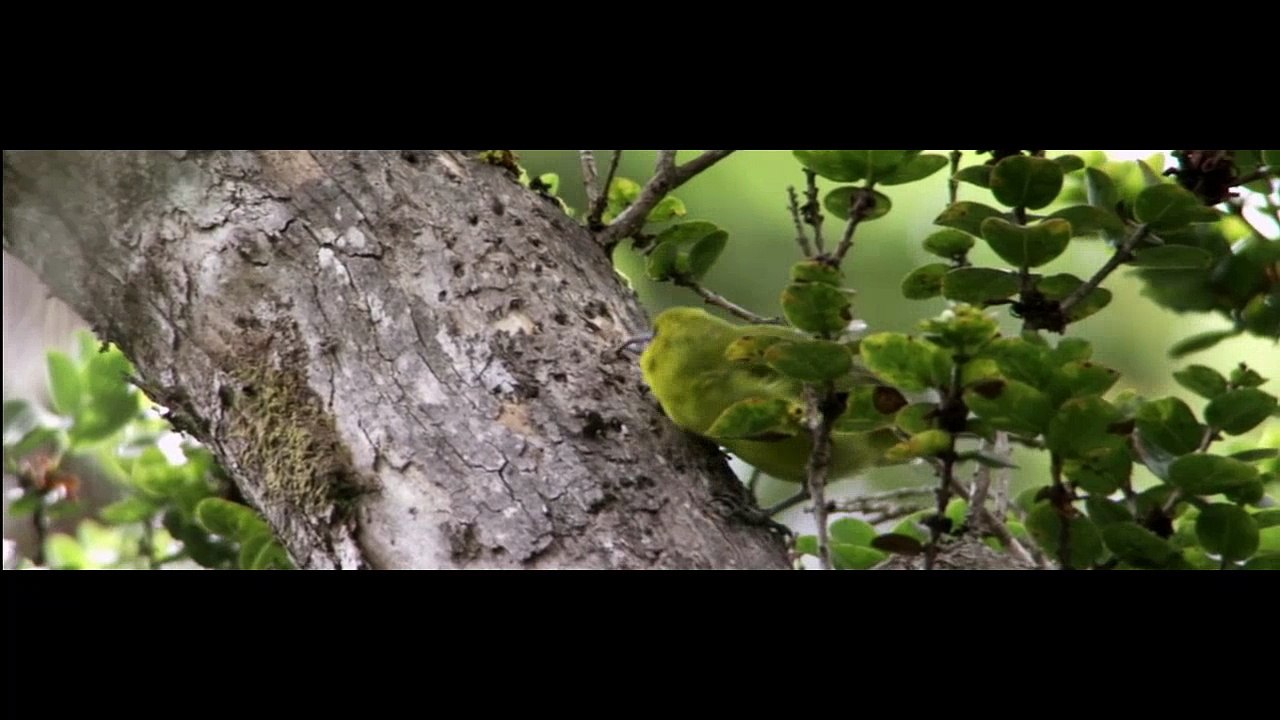 BBC South Pacific Episode 5 - Strange Islands