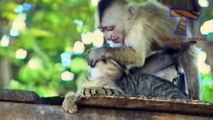 Wild animals can be even funnier than pets - Funny wild animals compilation