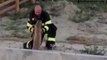 Colorado Firefighters Rescue Young Deer Trapped in Home Foundation