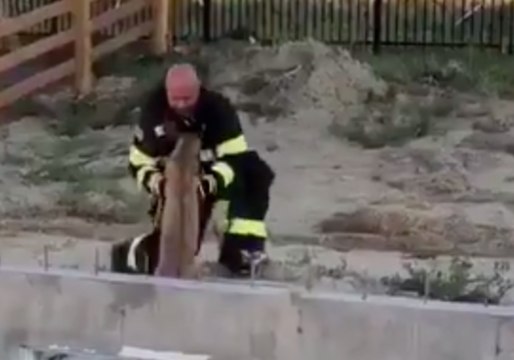 Colorado Firefighters Rescue Young Deer Trapped in Home Foundation