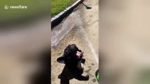 Adorable French bulldog is hopping mad for a garden hose