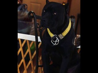 black panther pitbull dog