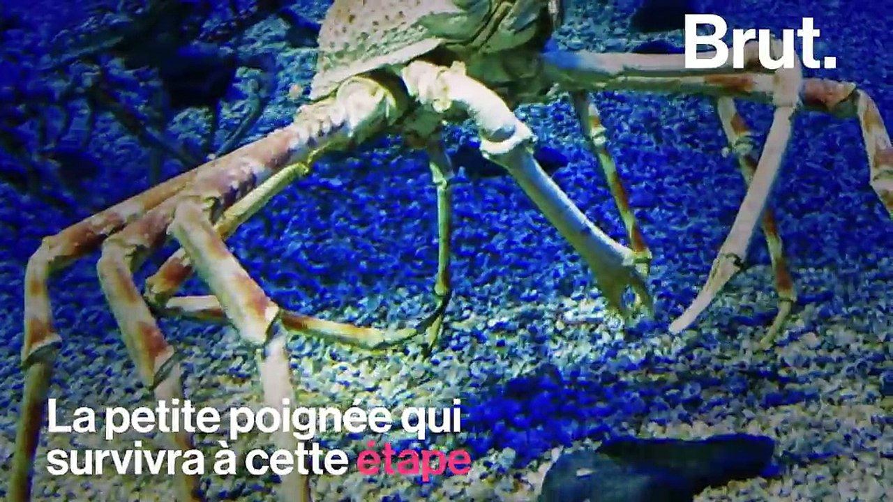 100 ans d’âge, une taille gigantesque … Qu’est-ce que le crabe-araignée géant du Japon ?