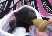 Rescued Flying Fox Is Too Sleepy to Finish Her Bottle