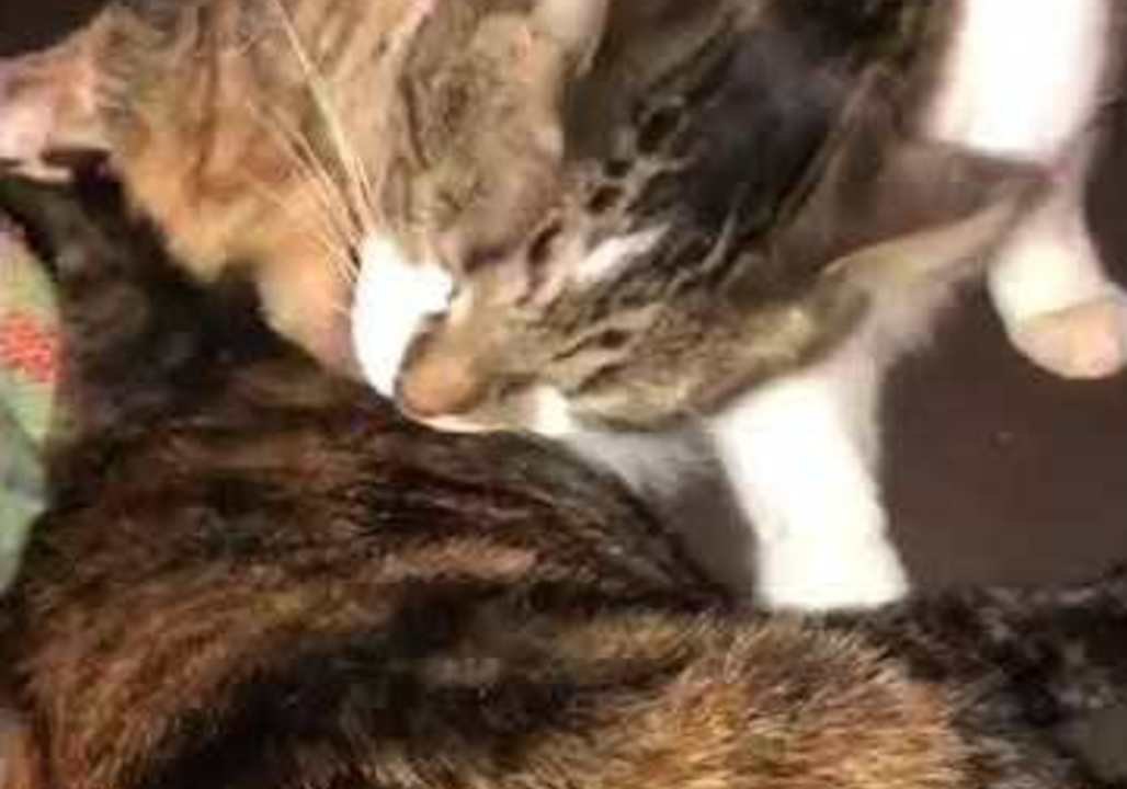 Kitty Siblings Help Each Other With Bath Time Before Bed
