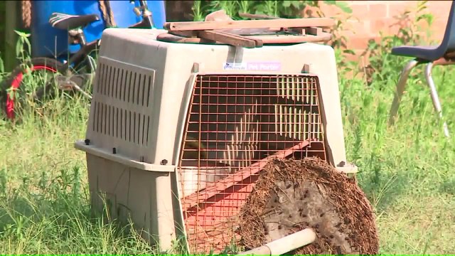 57-Year-Old Woman Mauled to Death by Dog in Chicago