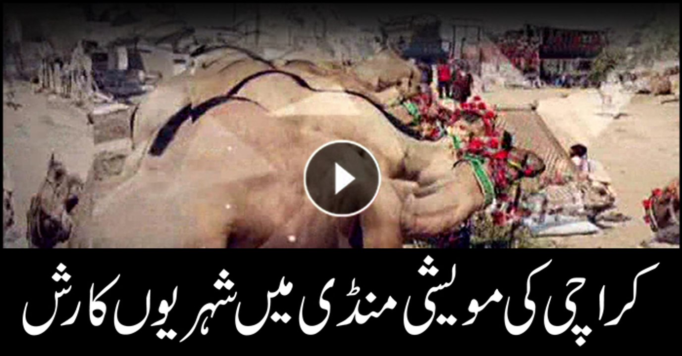 Citizens throng cattle markets in Karachi