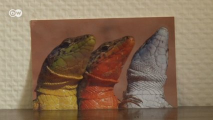 Cientistas descobrem por que alguns lagartos são mais resistentes a furacões