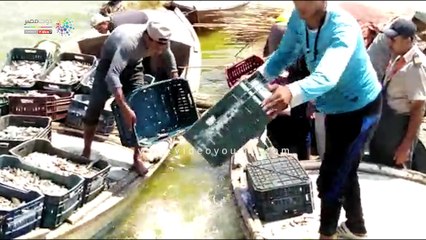 الأمن يزيل التعديات على بحيرة البرلس ويضبط 385 مخالفة