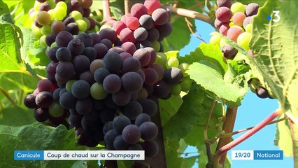 Canicule : coup de chaud sur la Champagne