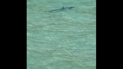 Shark seen off Majorca beach, forces evacuation