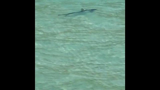 Shark seen off Majorca beach, forces evacuation