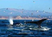 Humpback Whales and Sea Lions Feed Together in Monterey, California