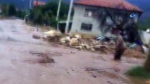 Antalya'da sel suları seraları ve ekili alanları vurdu