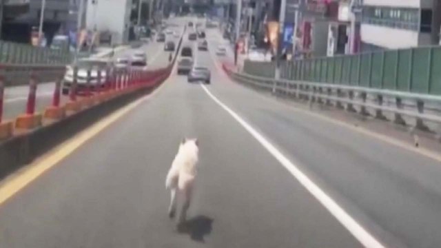 [좋은뉴스] 갑자기 도로로 뛰어든 강아지...운전자의 반응은? / YTN