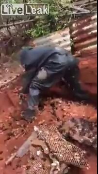 Ils déterrent un nid de frelon énorme assaillis par des centaines de frelons !