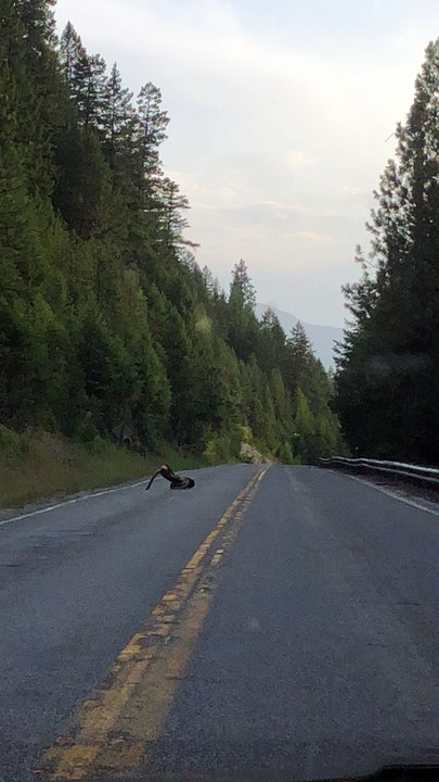 Montana Cat Fight