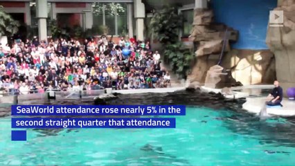 SeaWorld Attendance Surges in Wake of 'Blackfish' Scandal