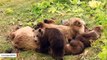 Mama Bear And Cubs Fall Into Food Coma After Enjoying Salmon Meal
