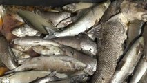 Heatwave: Thousands of dead fish pulled from the River Rhine