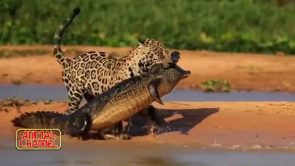 Top 10 MOST POWERFUL ANIMALS in the World including Tiger, Rhino, Polar Bear